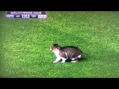 Cat on pitch - Liverpool Vs Tottenham Feb 6th 2012