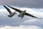 Canada Geese (Branta canadensis) in Great Meadows National Wildlife Refuge, near Concord, Massachusetts, USA. – This is the first in a series of geese in flight.