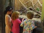 Children view a snake behind protective glass. ublic education is another prime focus of the zoo. According to Shai Doron, director-general of the zoo since 1993,[50] 