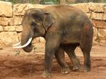 Teddy the elephant, named in honor of Jerusalem mayor and zoo fund-raiser Teddy Kollek. Jerusalem mayor Teddy Kollek, who took office in 1965, became one of the zoo's main supporters and fund-raisers through his Jerusalem Foundation.