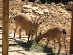 Nubian Ibex at feeding time. The massive amount of fruits and vegetables consumed daily by the zoo's animals are acquired free of charge through an agreement Shulov worked out with Israeli companies that tithe their produce in accordance with Jewish law.