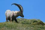 Alpine Ibex