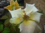 White rose at the garden in Batam,Indonesia