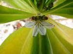 Scaevola taccada, also known as Beach Cabbage, Sea Lettuce, Beach Naupaka, Naupaka kahakai (Hawaiian), Merambong (Malay) and Ngahu (Tongan) is a flowering plant in the family Goodeniaceae found in open coastal locations of the tropical areas of the Indo-Pacific.