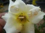 White Rose at the garden in Batam ,Indonesia