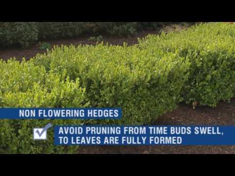 How to Trim Shrubs and Prune Hedges - Do It Yourself