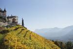 Vineyards at the municipality of Tirol. The fertile valleys of the region produce wine, fruit, dairy products and timber, while its industries include paper, chemical and metal production.