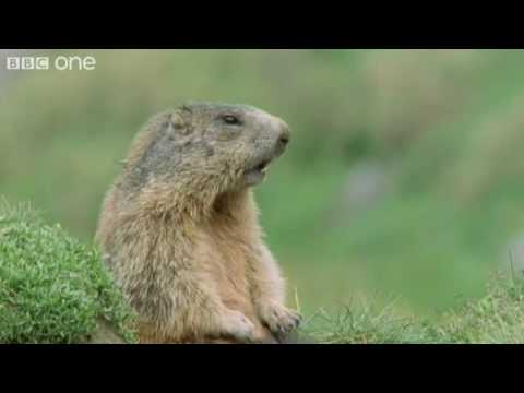 Funny Talking Animals - Walk On The Wild Side Preview - BBC One