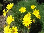 Coreopsis gigantea Common trees are the Jeffrey Pine, Sugar Pine and Pinon Pine. Understory species include Manzanita.