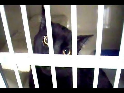 Talking Kitty Cat 19 - Sylvester Goes To Jail