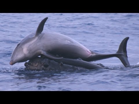 Science Bulletins: Whales Give Dolphins a Lift