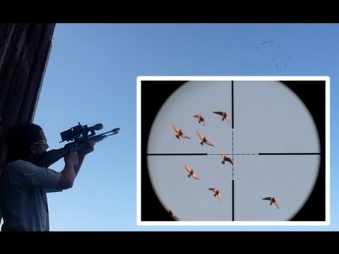 Shooting Pigeons in Flight with Air Rifle .22