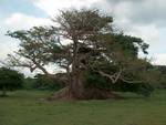 The 300-year-old ceiba tree in August, 2005, in United States