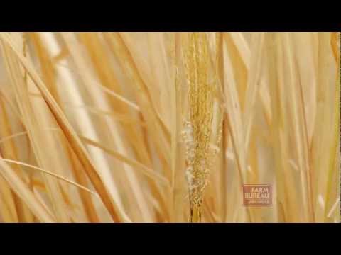 Miscanthus Biomass Project - Arkansas Farm Bureau