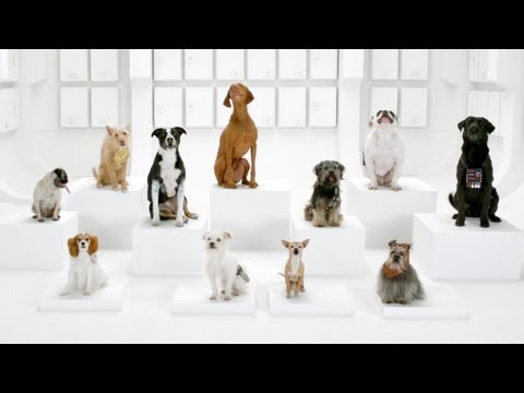 The Bark Side: 2012 Volkswagen Game Day Commercial Teaser