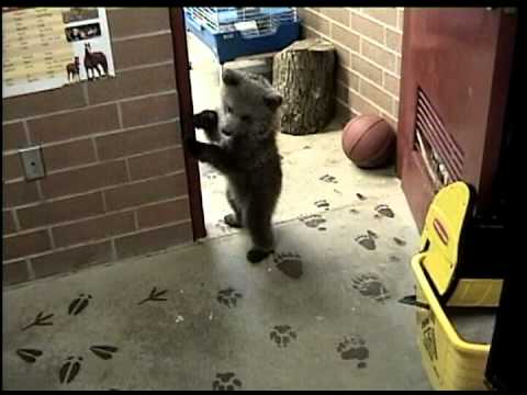 Grizly Bear Cub & Wolf Cub Playing