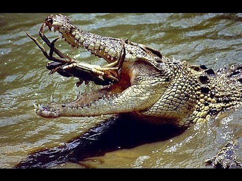 GATOR FISHING at Congo River