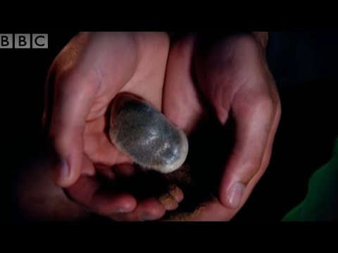 Strange sounds in the desert reveal a cute Golden Mole - Animal Camera - BBC