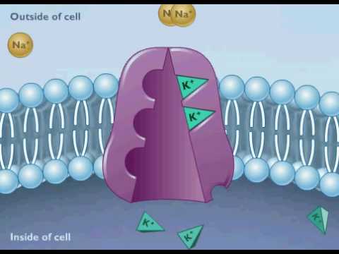 Sodium Potassium Pump