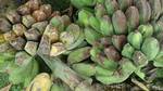 Saba bananas (Musa acuminata × balbisiana (ABB) cv. 'Saba')