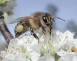 Honey bee on domestic plum blossom Honey bees are especially[citation needed] well adapted to collecting and moving pollen,thus are the most commonly used pollinators. Note the light brown pollen in the pollen basket.