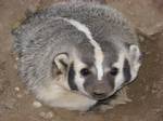 Badger