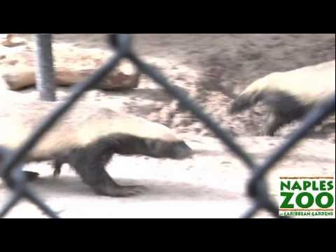 The Crazy Nastyass Honey Badgers of Naples, FL (Original narration by Randall)