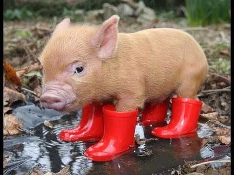 Al Qaeda Attacks Internet With Photo Of Adorable Piglet