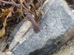 A seaweed anchored on a stone. A hold fast is a root-like structure that anchors aquatic sessile organisms, such as seaweed, other sessile algae, stalked crinoids, benthic cnidarians, and sponges, to the substrate.