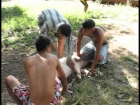 Cuba: Las Tunas Pig Roast (Fin de Año Con Puerco)