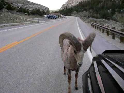 Bighorn Sheep attacks Toyota 4Runner : 