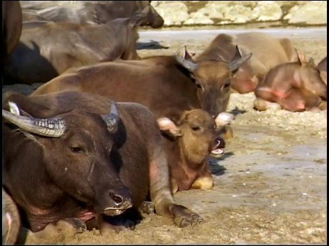 Pui O (貝澳) and water buffalo on Lantau Island, Hong Kong