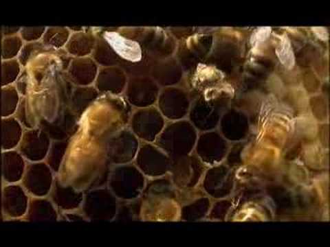 NATURE | Silence of the Bees | Inside the Hive | PBS