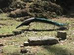 Peacock - National bird of India