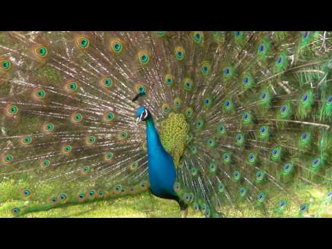 Peacock Display