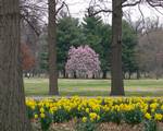 Tower Grove Park.Before the founding of the city, the area was prairie and open forest maintained by burning by Native Americans. Trees are mainly oak, maple, and hickory, similar to the forests of the nearby Ozarks; common under story trees include Eastern Redbud, Service berry, and Flowering Dogwood.