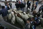 A Palestinian vendor shows his livestock to buyers at market Rafah, southern Gaza Strip, on November 03, 2011 ahead of the Muslim Eid al-Adha festival at the end of the week. Muslims across the world are preparing to celebrate the annual 