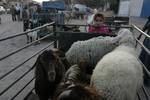 A Palestinian vendor shows his livestock to buyers at market Rafah, southern Gaza Strip, on November 03, 2011 ahead of the Muslim Eid al-Adha festival at the end of the week. Muslims across the world are preparing to celebrate the annual 