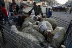 A Palestinian vendor shows his livestock to buyers at market Rafah, southern Gaza Strip, on November 03, 2011 ahead of the Muslim Eid al-Adha festival at the end of the week. Muslims across the world are preparing to celebrate the annual 