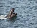 Dolphin Show - Subic Bay, Philippines