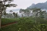 Tea plantation was introduced to Sri Lanka by James Taylor, a British planter in 1867.