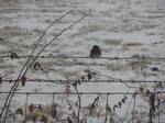 A Western Bluebird sits on an ice-covered barb wired fence in Pocahontas, Illinois, USA during an ice storm as seen on this February 3, 2011 file photo.