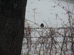 A Western Bluebird sits on an ice-covered barb wired fence in Pocahontas, Illinois, USA during an ice storm as seen on this February 3, 2011 file photo.