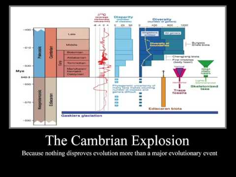 The Cambrian Explosion (Remastered)