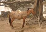 India riding horse on a foggy morning in Kolkata on Wednesday,21 January 2011 Thick fog across East India