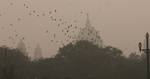 Indian Piegon on the city sky on a foggy morning in Kolkata on Wednesday,21 January 2011 Thick fog across East India