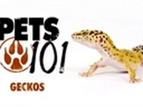 Pets 101- Geckos