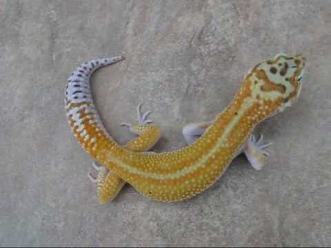 Leopard Gecko Morphs