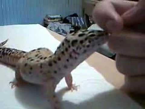 Dagon the Leopard Gecko!