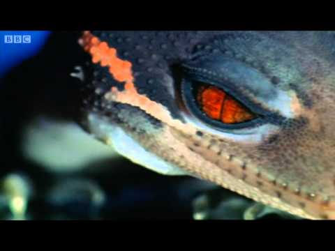 A sticky gecko - Space Age Reptiles - BBC